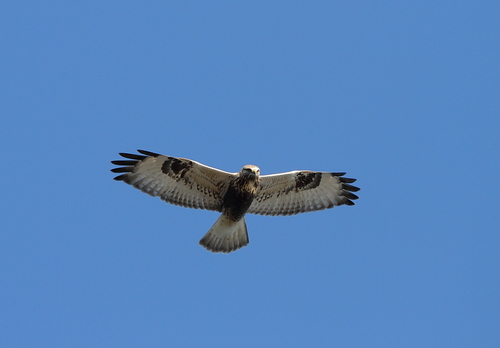 Rough-legged Hawk