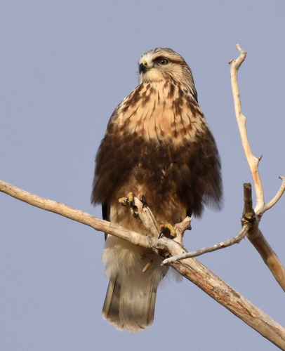 Rough-legged Hawk