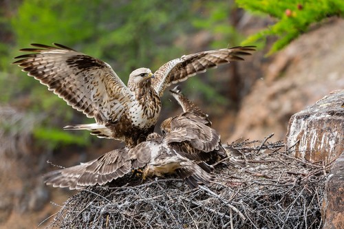 Rough-legged Hawk