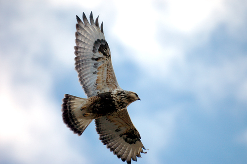 Rough-legged Hawk