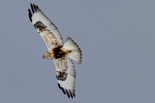 Rough-legged Hawk