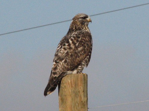 Rough-legged Hawk