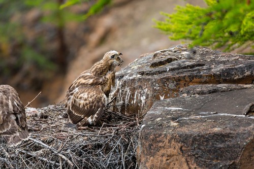 Rough-legged Hawk