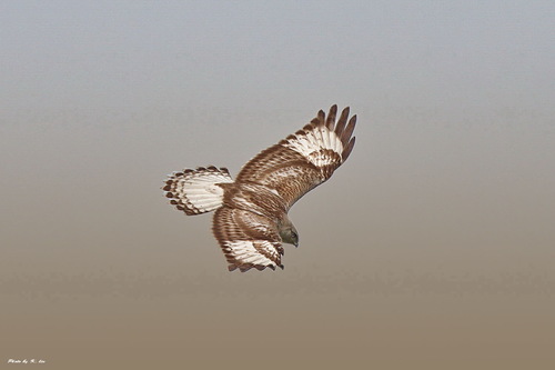Rough-legged Hawk