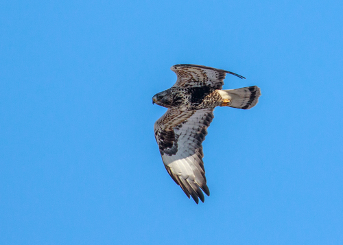 Rough-legged Hawk