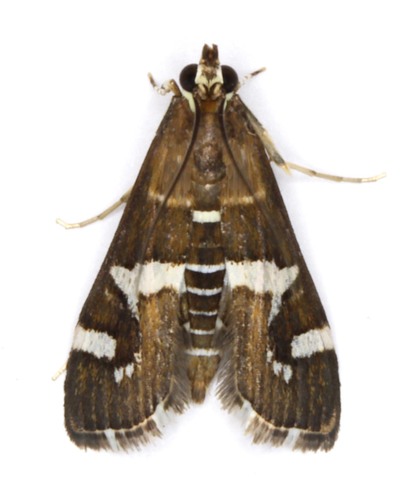 Hawaiian Beet Webworm Moth