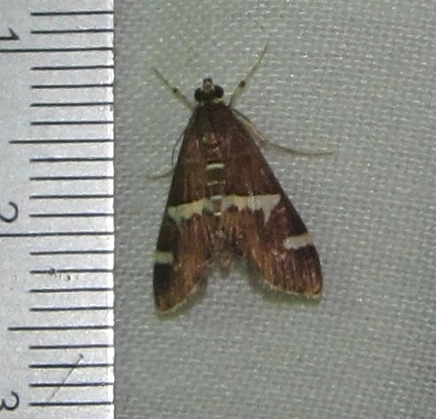 Hawaiian Beet Webworm Moth