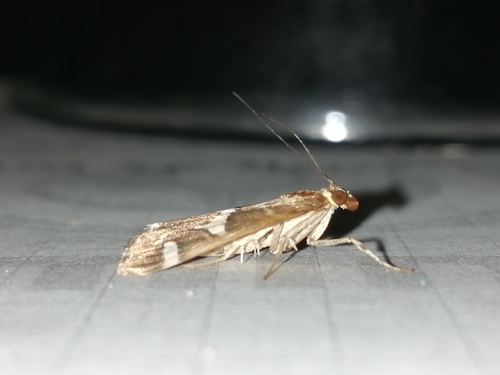 Hawaiian Beet Webworm Moth