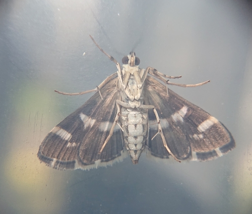 Hawaiian Beet Webworm Moth