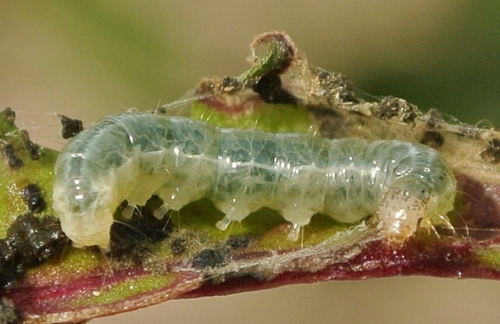 Hawaiian Beet Webworm Moth
