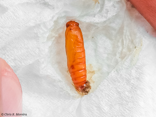 Hawaiian Beet Webworm Moth