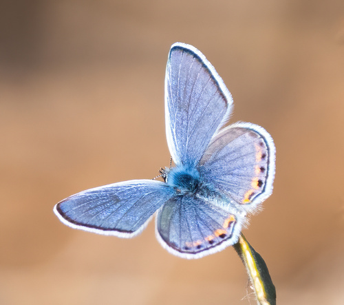 Acmon Blue