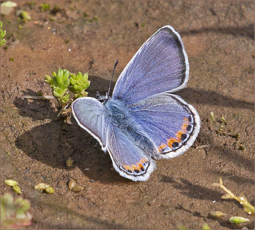 Acmon Blue