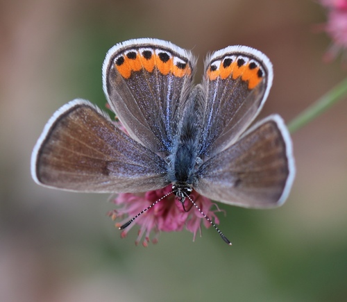 Acmon Blue