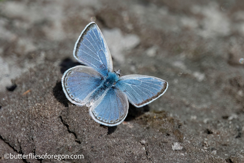 Boisduval's Blue