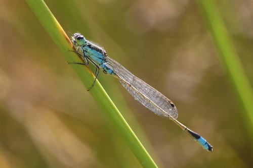 Common Bluetail