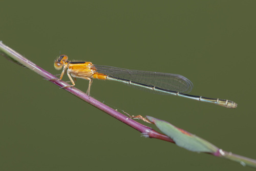 Common Bluetail