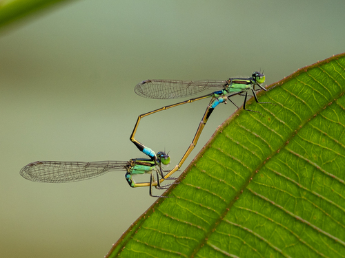 Common Bluetail