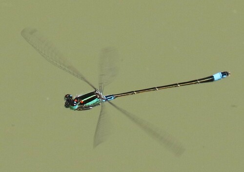 Common Bluetail