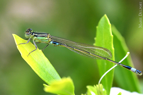 Common Bluetail