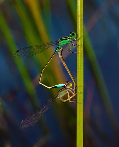 Common Bluetail
