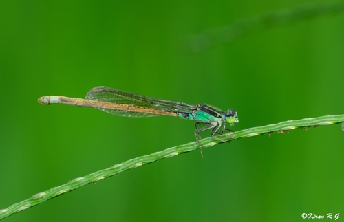 Common Bluetail