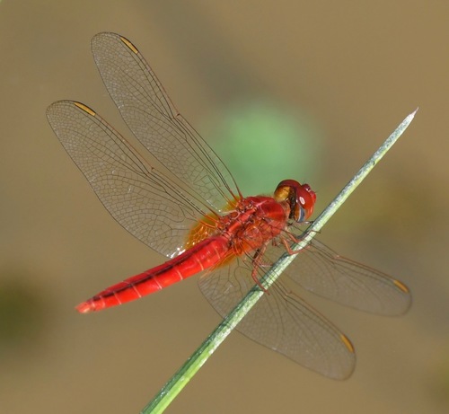 Scarlet Skimmer