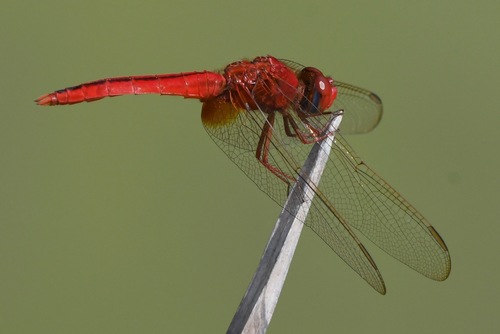 Scarlet Skimmer