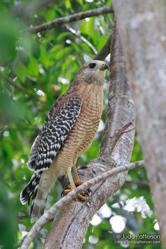 Red-shouldered Hawk