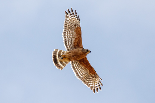 Red-shouldered Hawk