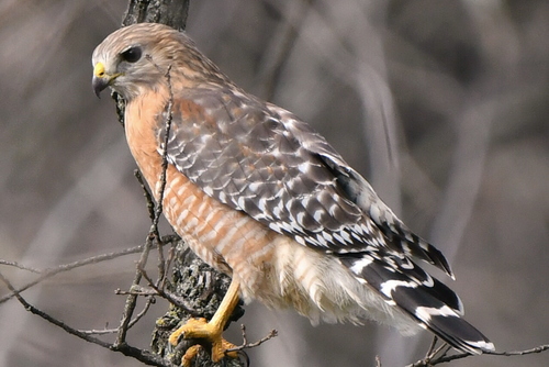 Red-shouldered Hawk