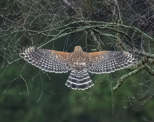 Red-shouldered Hawk