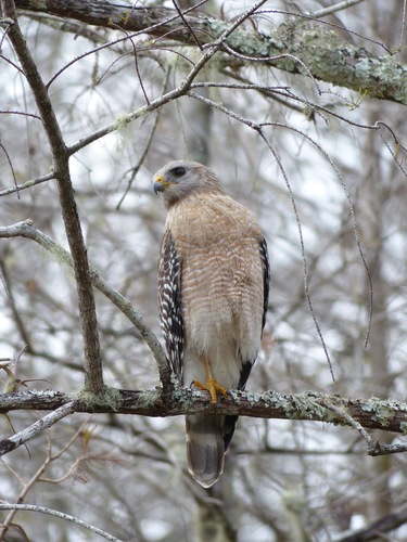 Red-shouldered Hawk