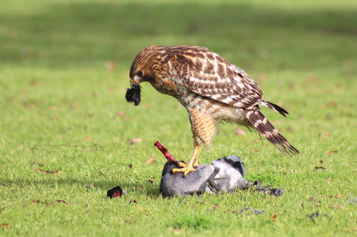 Red-shouldered Hawk