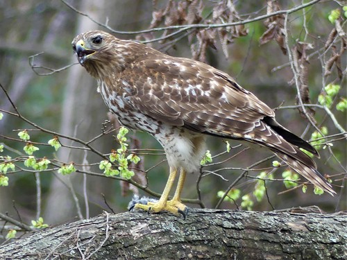 Red-shouldered Hawk
