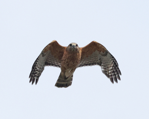 Red-shouldered Hawk
