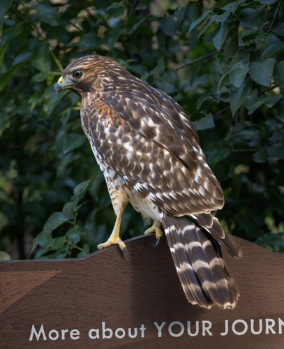 Red-shouldered Hawk