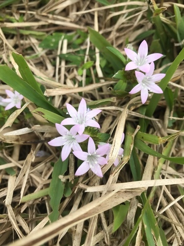 largeflower Mexican clover