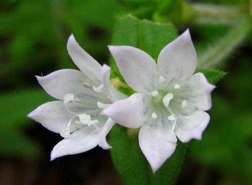 largeflower Mexican clover