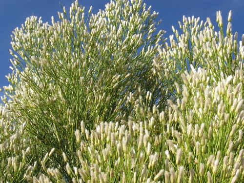 Desert Broom