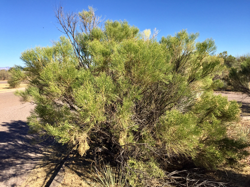 Desert Broom