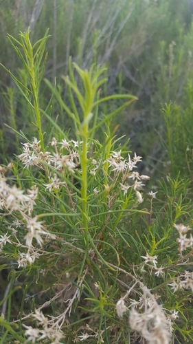 Desert Broom