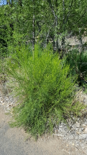 Desert Broom