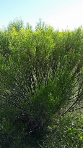 Desert Broom