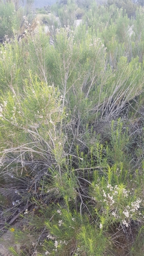 Desert Broom