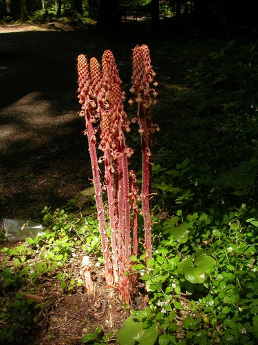 woodland pinedrops