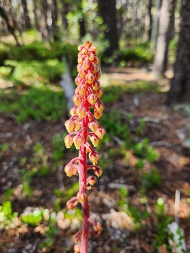 woodland pinedrops