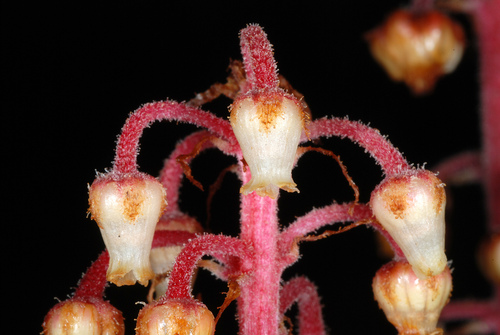 woodland pinedrops