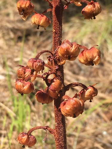 woodland pinedrops