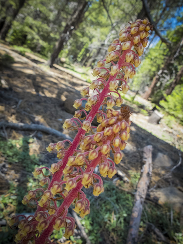 woodland pinedrops
